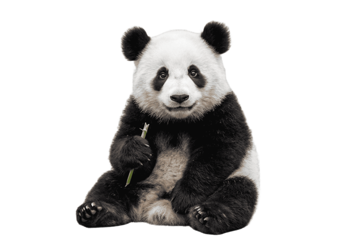 Un oso panda de China comiendose un bambú