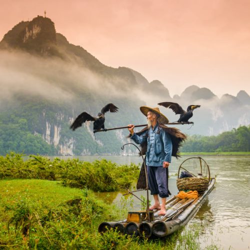 Un plano medio y detallado que enfoca la emblemática tradición de la pesca con cormorán en la región de Yangshuo.